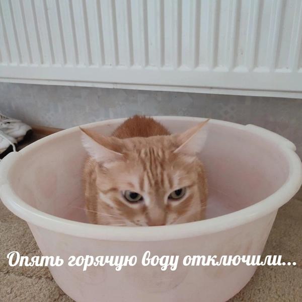 Пушистый дофамин: психолог объяснила, почему нам всем стоит смотреть мемы с котами