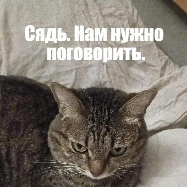Пушистый дофамин: психолог объяснила, почему нам всем стоит смотреть мемы с котами