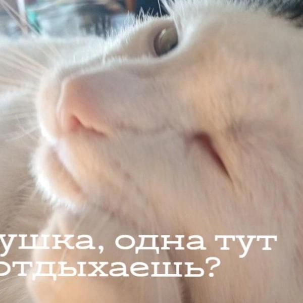 Пушистый дофамин: психолог объяснила, почему нам всем стоит смотреть мемы с котами