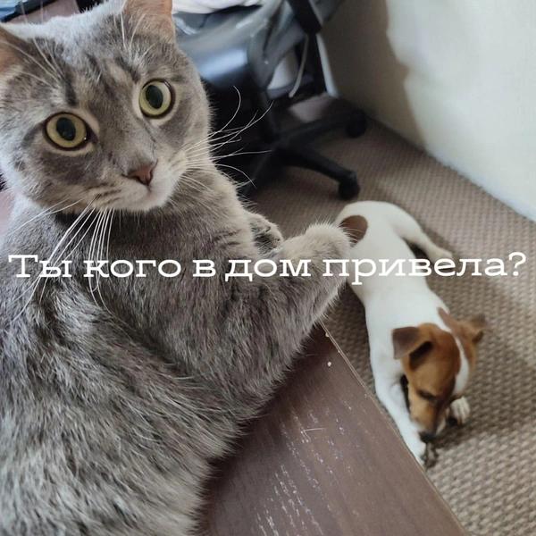Пушистый дофамин: психолог объяснила, почему нам всем стоит смотреть мемы с котами