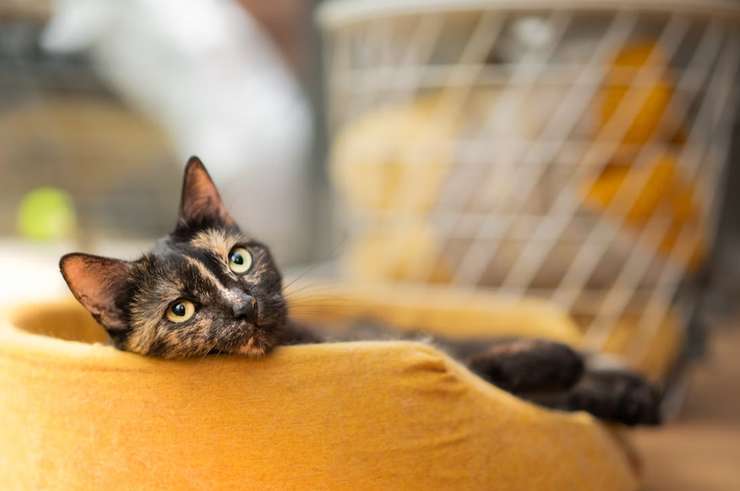 Тише воды: как устроить «тихую комнату» дома и зачем это делать