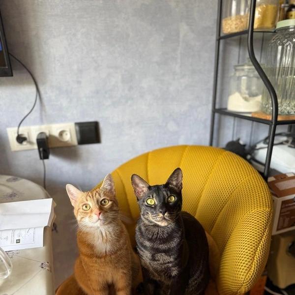 Будь у меня такой кот, я бы не женился: почему Россия стала самой &laquo;кошачьей&raquo; страной в мире