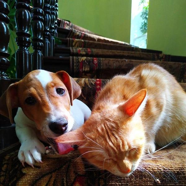 Будь у меня такой кот, я бы не женился: почему Россия стала самой &laquo;кошачьей&raquo; страной в мире