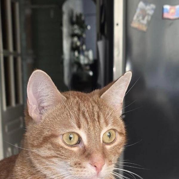 Будь у меня такой кот, я бы не женился: почему Россия стала самой &laquo;кошачьей&raquo; страной в мире