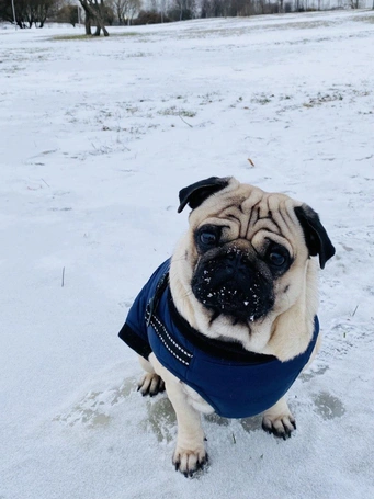 Тест: если угадаете возраст собаки по фото, у вас безошибочная интуиция