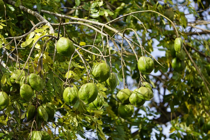 Вкус роскоши: 10 ароматов, в которых бобы тонка звучат дорого